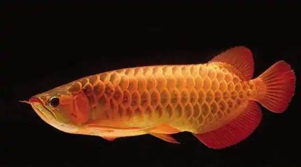 龍魚一個眼睛白了：龍魚眼睛發白怎么辦