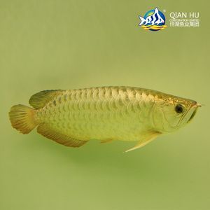 新加坡金龍魚和馬來西亞金龍魚：新加坡金龍魚和馬來西亞金龍魚的主要區別在于它們的品牌歸屬地