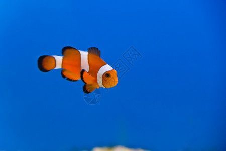 龍魚圖案設計（龍魚圖案在現代裝飾中的應用）