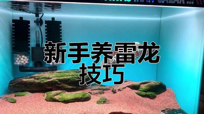 如何判斷雷龍魚是否適應環境？