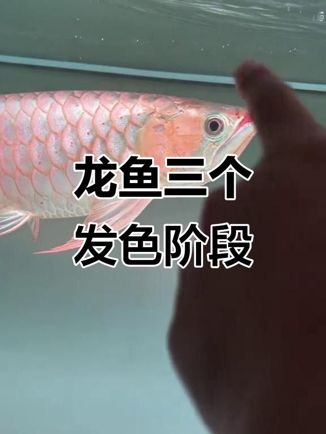 如何促進(jìn)小金頭龍魚發(fā)色？