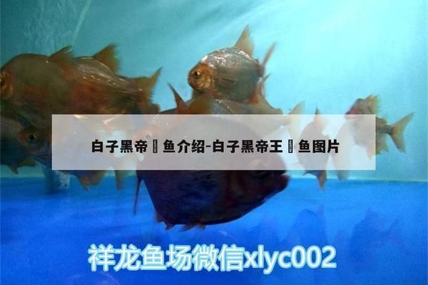 白子黑帝王魟生長環境要求，白子黑帝王魟的生長環境要求