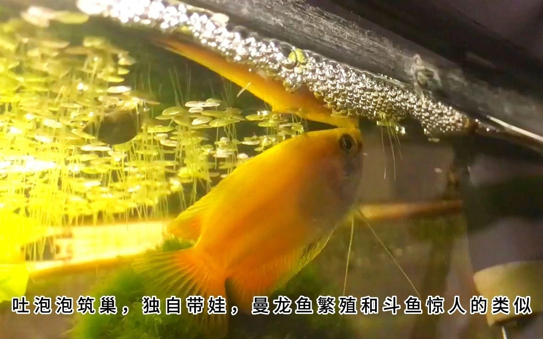 曼龍魚的最佳繁殖方法是什么？