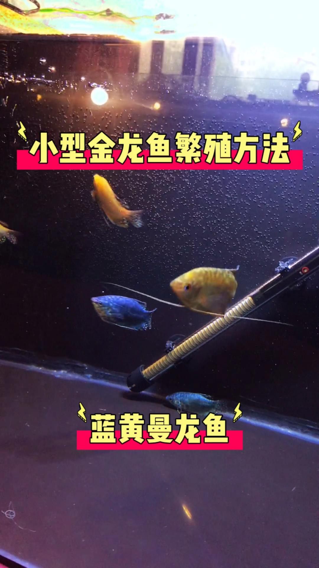 曼龍魚的最佳繁殖方法是什么？