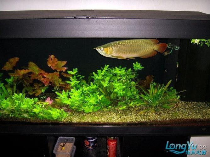 紅龍魚混養圖片欣賞