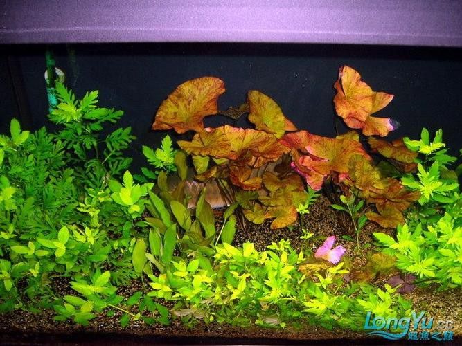紅龍魚混養圖片欣賞