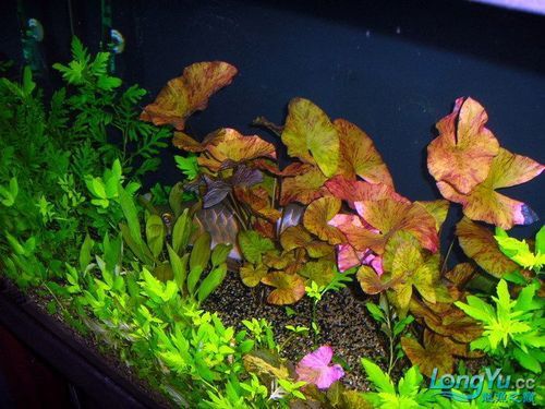 紅龍魚混養圖片欣賞