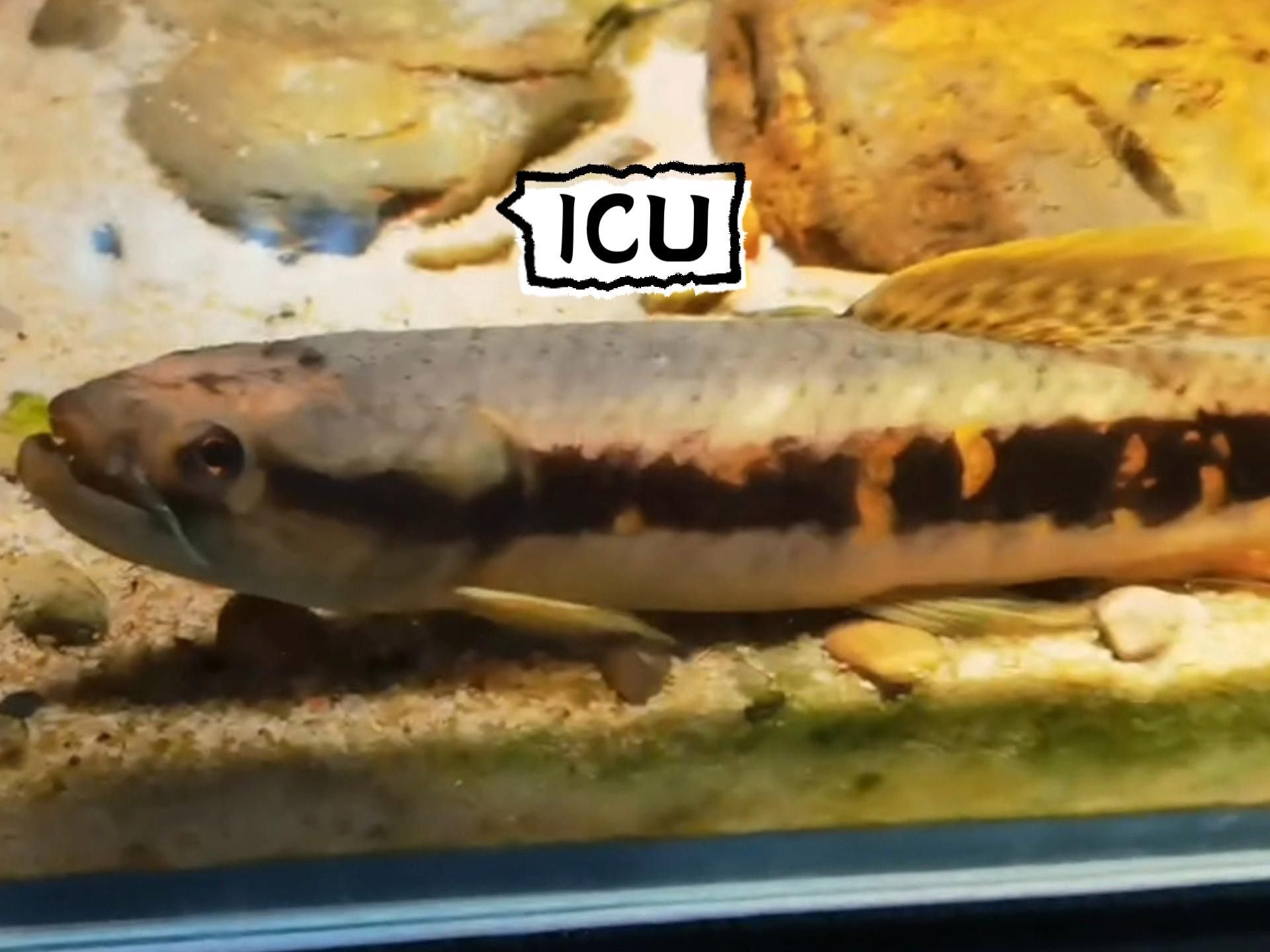 雷龍魚腸炎期間需要停食多久？