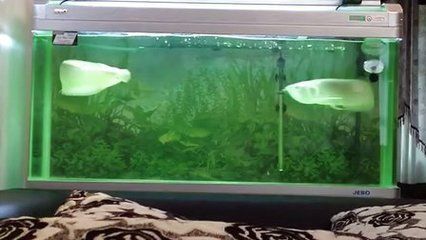 銀龍魚為什么咬人（銀龍魚為什么會(huì)咬人？）