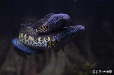 六角恐龍魚吃啥