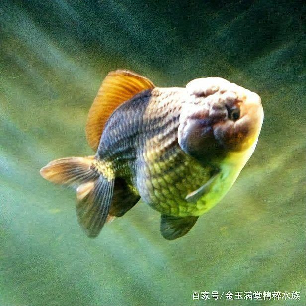 金魚返祖現象