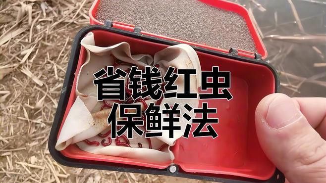 解凍后的凍紅蟲如何保存？