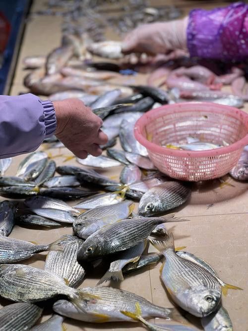 湛江龍魚價格行情最新