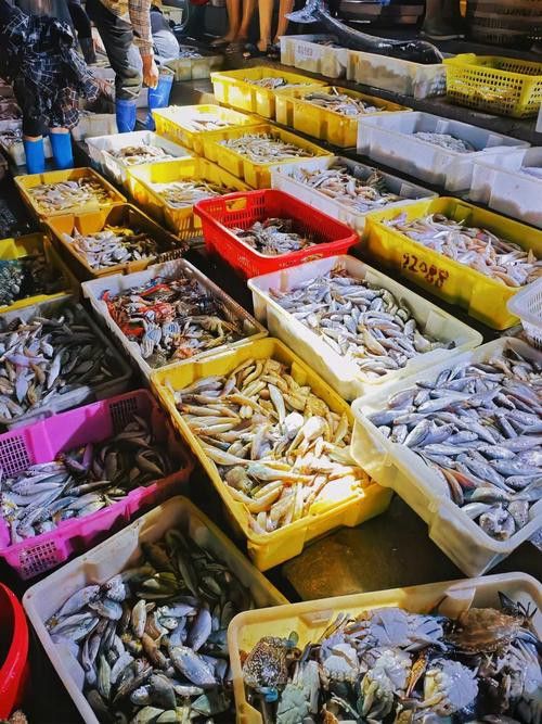 湛江龍魚價格行情最新