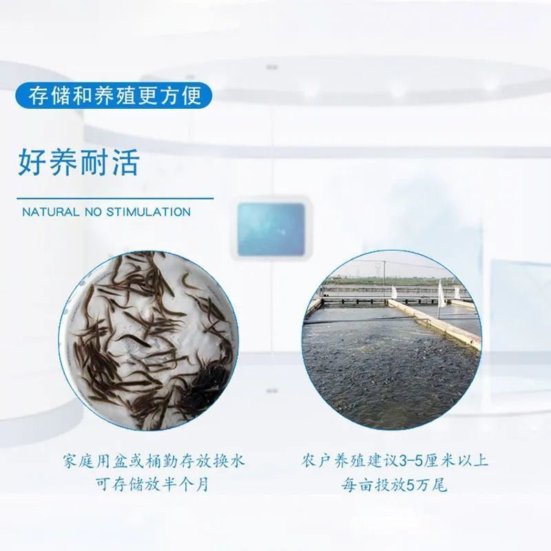 龍魚活體魚苗怎么喂：龍魚活體魚苗喂養(yǎng)方法
