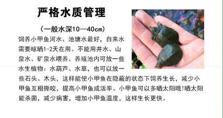 龍魚活體魚苗怎么喂：龍魚活體魚苗喂養(yǎng)方法