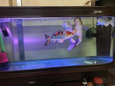 龍魚(yú)缸tds800多：龍魚(yú)缸tds值的選擇