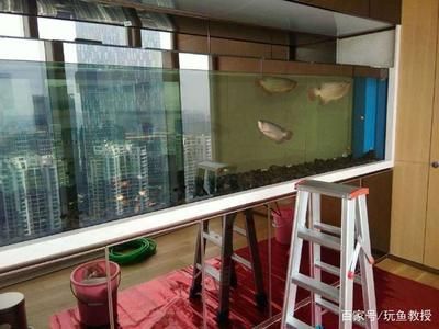 金龍魚缸擺放位置：金龍魚缸擺放位置被認為能夠影響家中財運和運勢和運勢