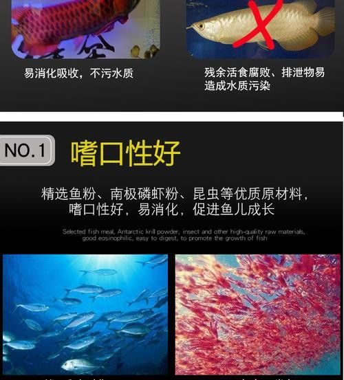 紅龍魚增色飼料配方大全圖