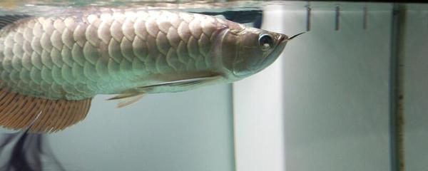 土霉素對龍魚沉頭的影響（土霉素可以治療龍魚沉頭嗎？）