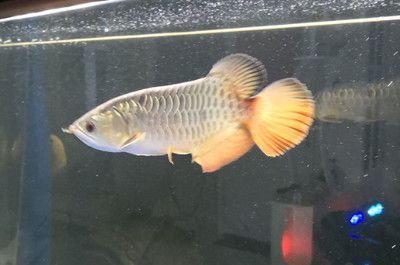 土霉素對龍魚沉頭的影響（土霉素可以治療龍魚沉頭嗎？）