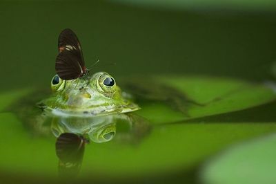 喂龍魚(yú)的小魚(yú)用不用消毒（飼養(yǎng)龍魚(yú)的小技巧）