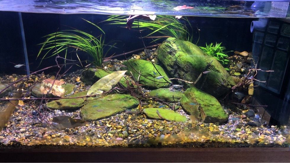 養龍魚的缸可以做溪流缸嗎：養龍魚的缸可以做溪流缸嗎養龍魚的缸可以做溪流缸嗎