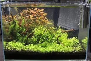 養銀龍魚賺錢嗎現在怎么樣：養銀龍魚賺錢取決于多個因素，養殖者需要仔細評估自身條件和市場環境