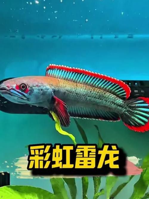 彩虹雷龍魚圖片高清大圖