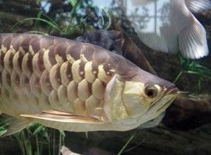 養龍魚有什么用途嗎（養龍魚既有實用價值也有文化意義，養龍魚既有實用也有文化意義）