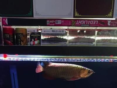 龍魚之家論壇沒有了嗎：南美水族論壇特色功能介紹