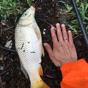 龍魚之家論壇沒有了嗎：南美水族論壇特色功能介紹
