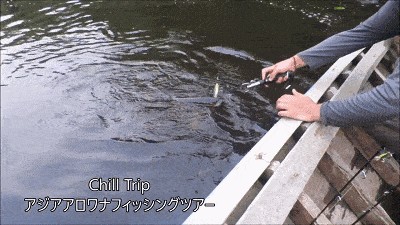 龍魚原生環境要求：模擬龍魚原生食物種類介紹模擬龍魚原生食物種類介紹