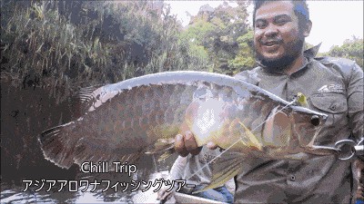 龍魚原生環境要求：模擬龍魚原生食物種類介紹模擬龍魚原生食物種類介紹