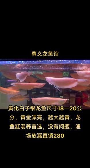如何養銀龍魚視頻大全教程圖解