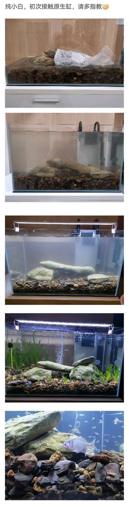 如何養銀龍魚視頻大全教程圖解