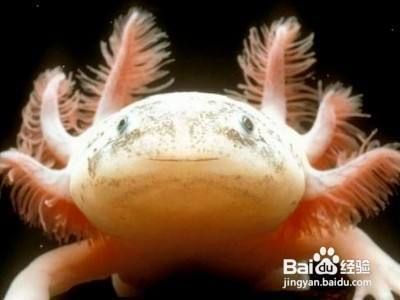 六角恐龍魚如何分辨公母：六角恐龍魚分辨公母的方法