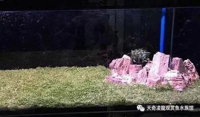 龍魚浮在水面不動(dòng)怎么辦：龍魚呆在水面不動(dòng)怎么辦