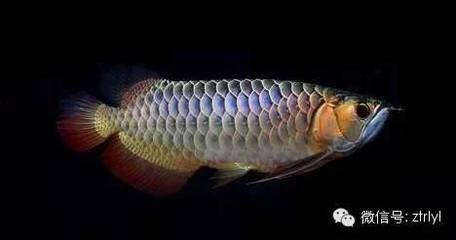 龍魚是不是保護動物：如何辨別保護級別的龍魚
