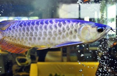 怎樣才能讓金龍魚發色好：怎么樣可以讓金龍魚發色好，全面指南
