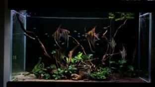 寬50的缸子能養金龍魚嗎視頻：寬50的缸子能養金龍魚嗎？深度解析金龍魚飼養空間需求