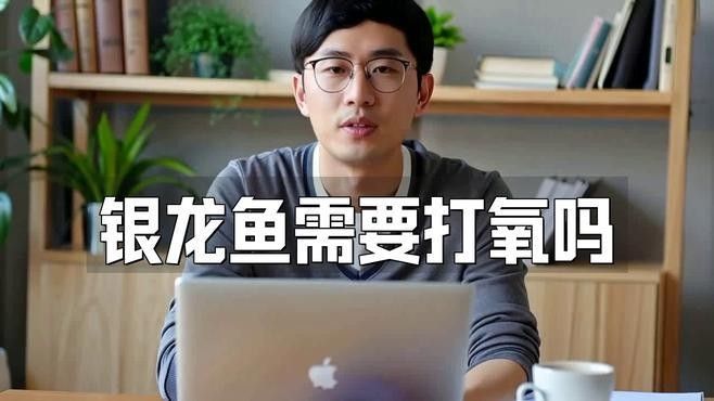 銀龍魚什么樣子的好養