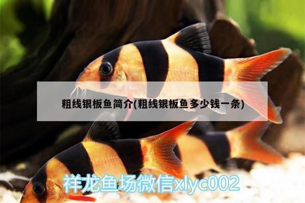 粗線銀版魚苗品質(zhì)評(píng)價(jià)標(biāo)準(zhǔn)，粗線銀版魚苗品質(zhì)評(píng)價(jià)標(biāo)準(zhǔn)，