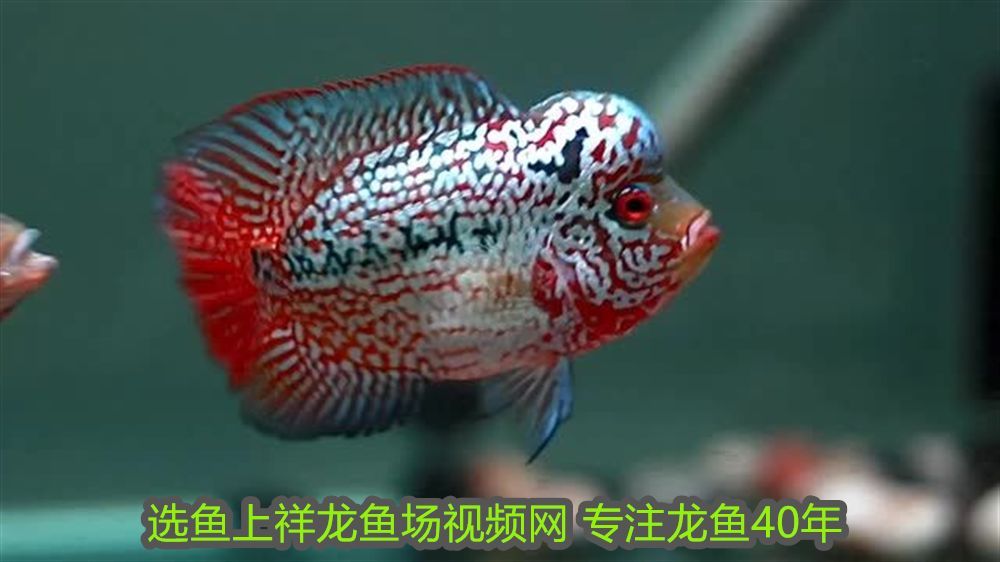 龍魚可以用黃粉嗎怎么喂：龍魚可以用黃粉嗎？全面解析黃粉在龍魚飼養(yǎng)中的應(yīng)用