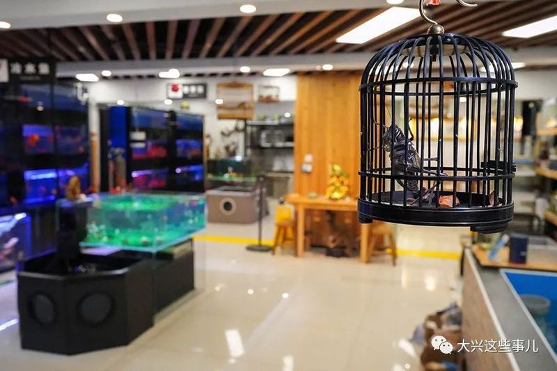 北京買龍魚的地方在哪兒呀