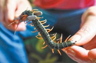龍魚喂蜈蚣怎么處理好：喂食龍魚蜈蚣時需要注意一些處理步驟以確保龍魚的安全并充分利用