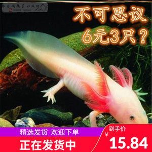 杰西卡恐龍魚（杰西卡恐龍魚與其他觀賞魚的區(qū)別）