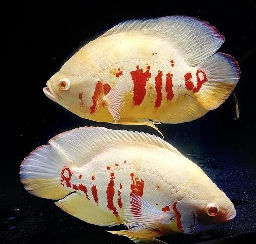 地圖魚和雷龍魚哪個(gè)好養(yǎng)