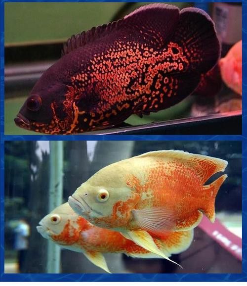 地圖魚和雷龍魚哪個(gè)好養(yǎng)