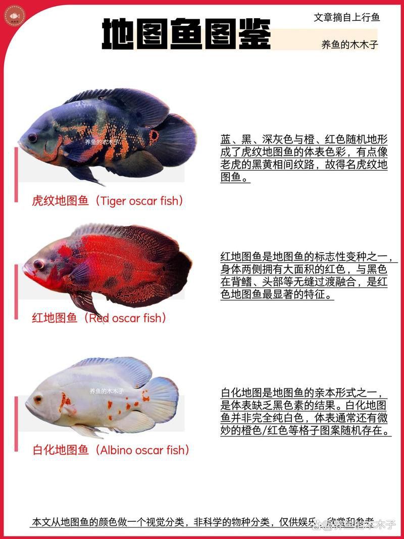 地圖魚和雷龍魚哪個(gè)好養(yǎng)